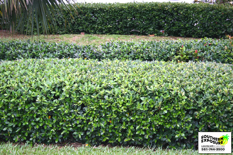 Green Island Ficus Hedge